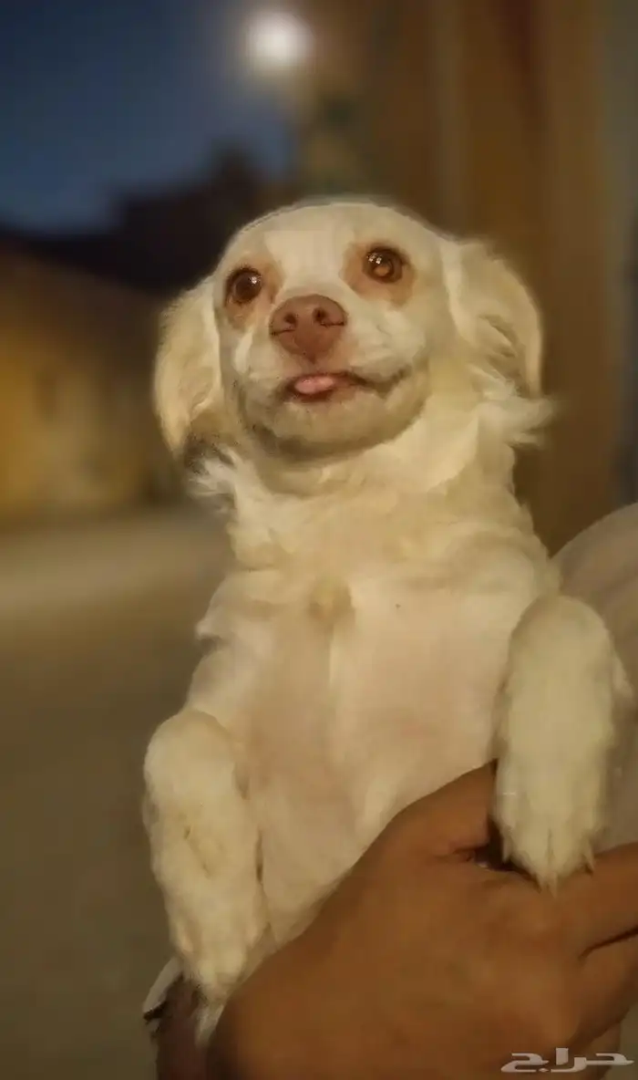 كلب للتبني 8