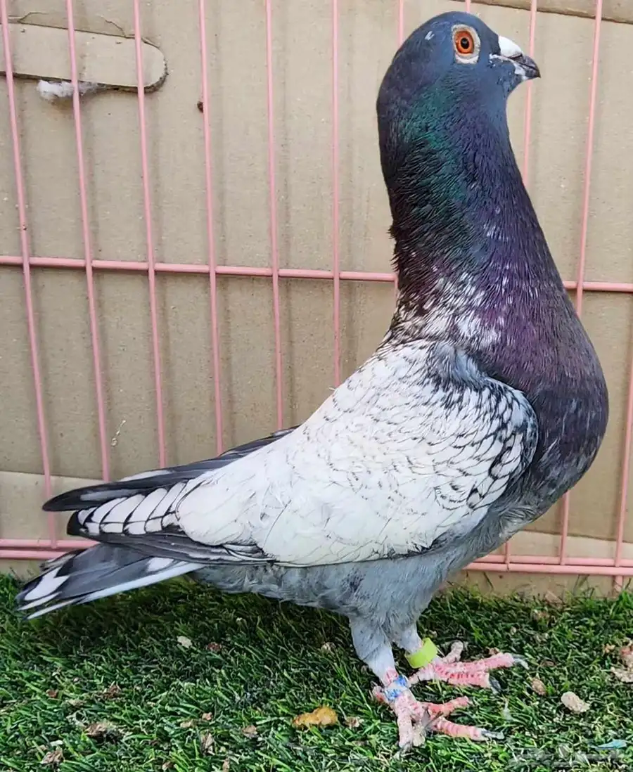 جوز زاجل 4