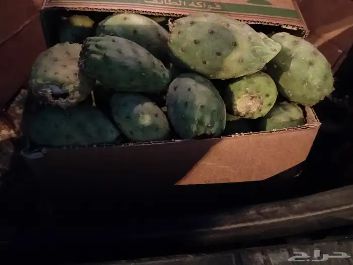 برشومي الشفا مع توصيل مجاني لمكه 0