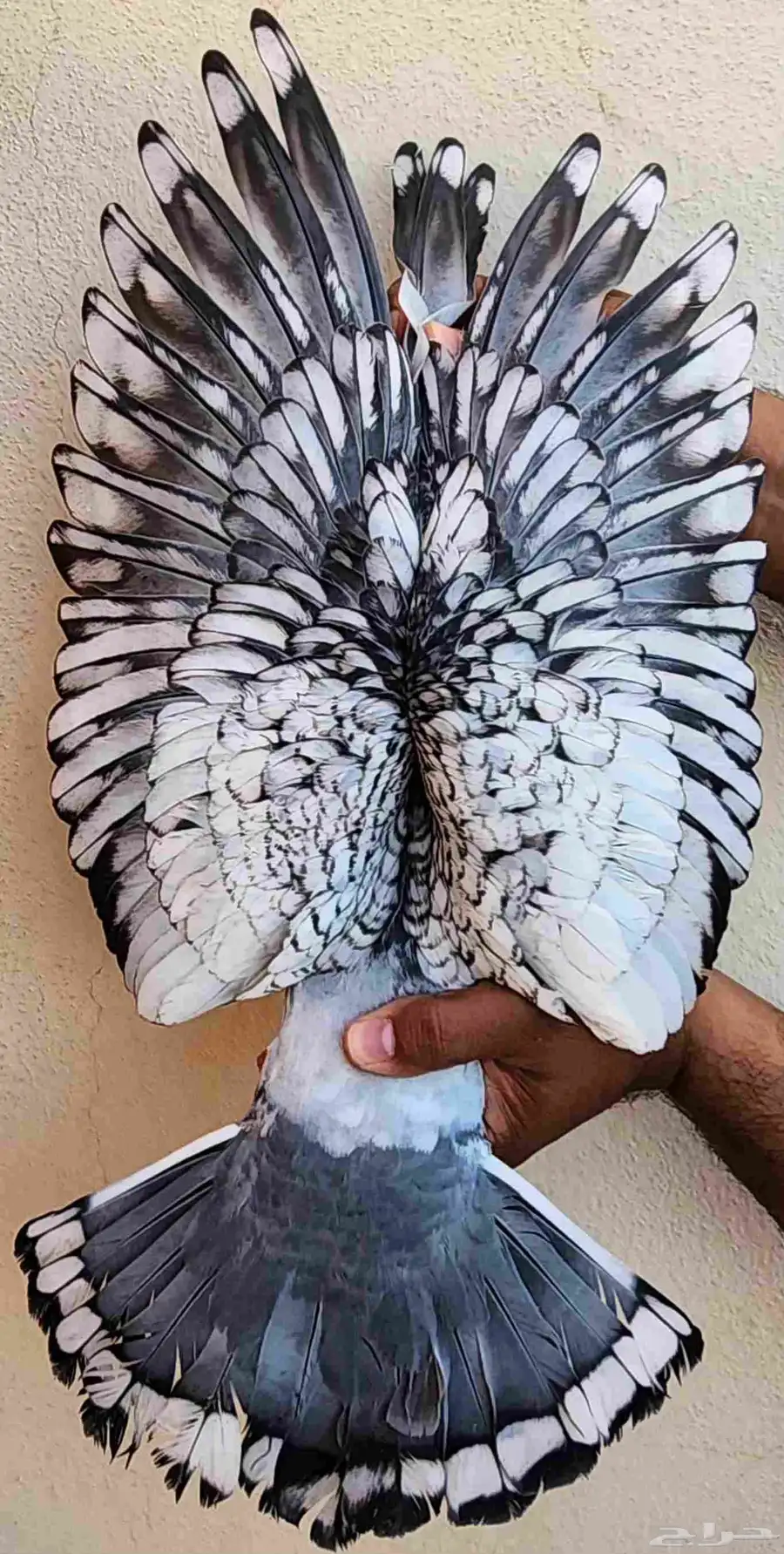 جوز زاجل 6