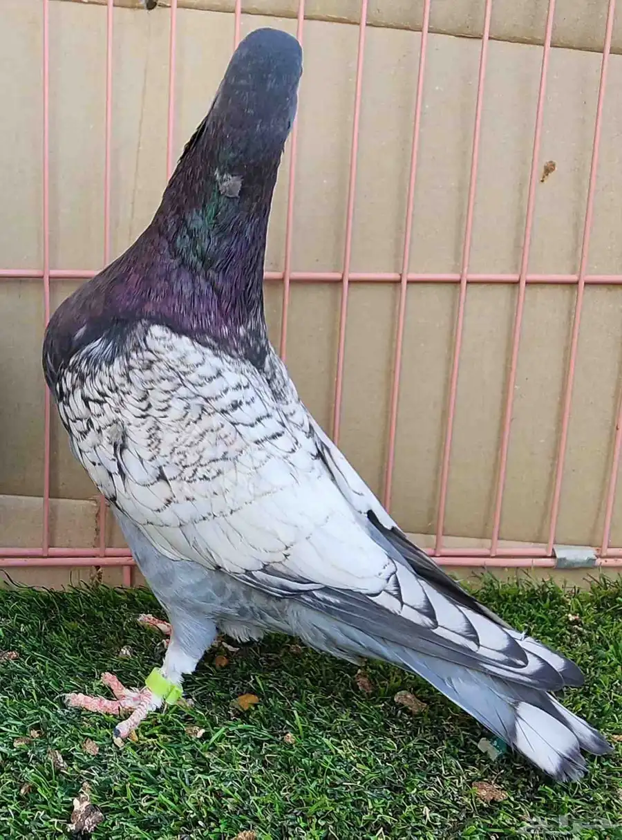 جوز زاجل 11