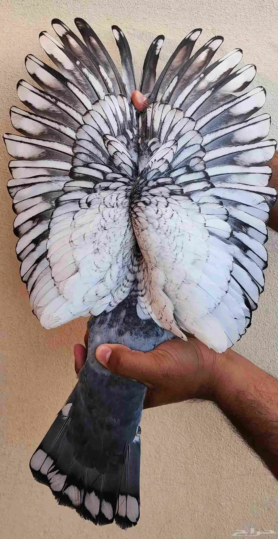 جوز زاجل 0