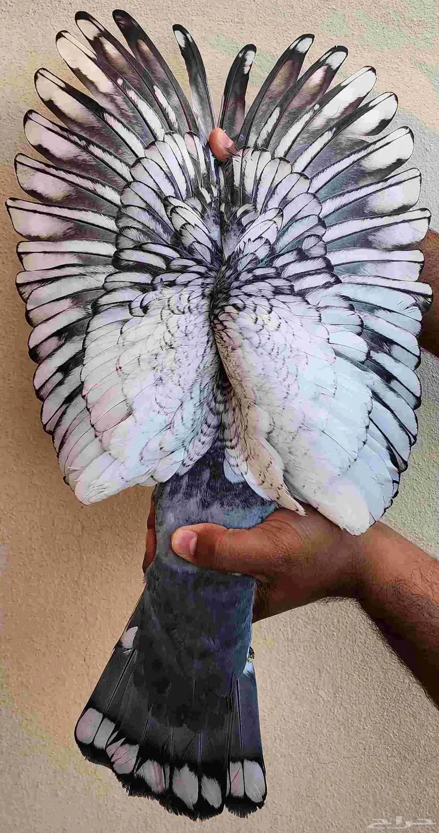 جوز زاجل 1
