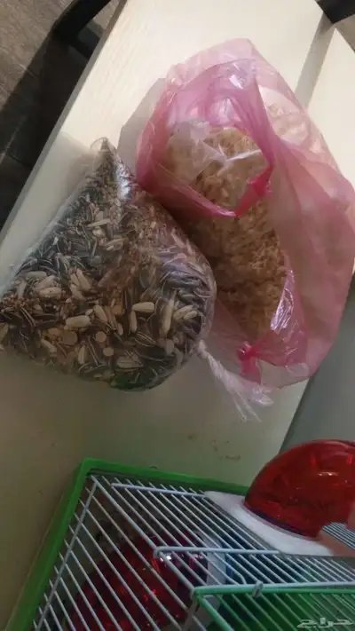 هامستر سوري ذكر قفس واكل 1