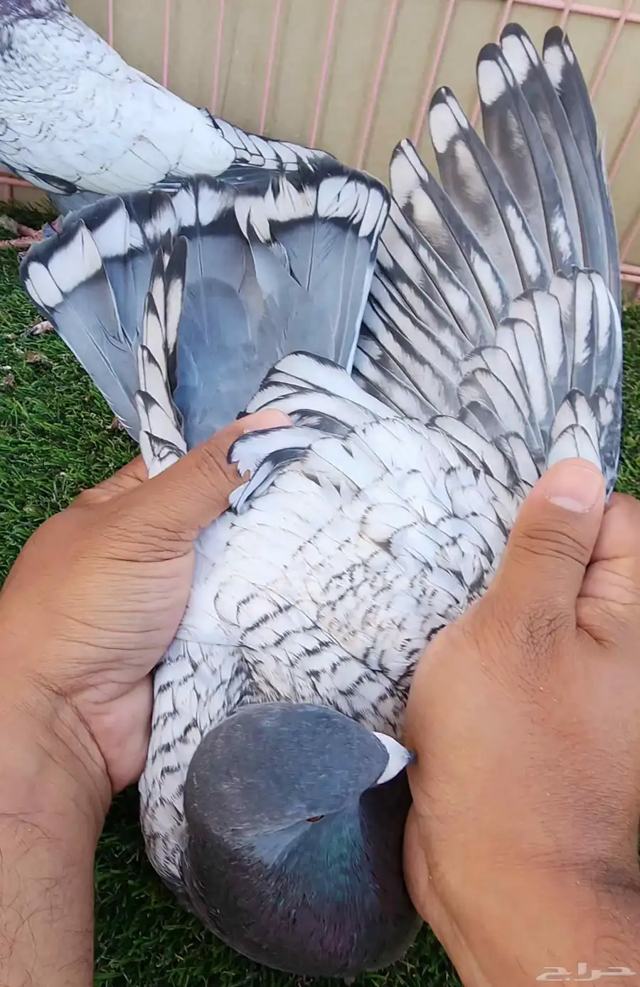 جوز زاجل 8