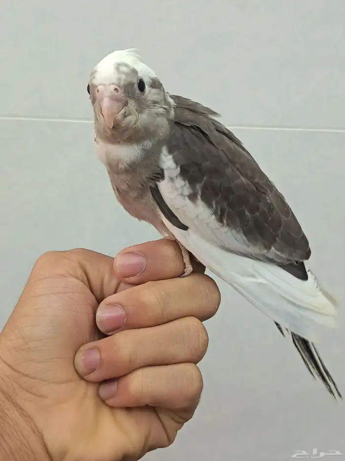 (تم البيع) 3