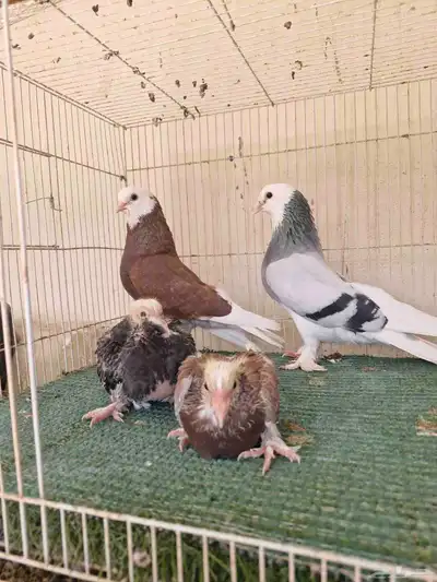 جوز تركي طواقي 2