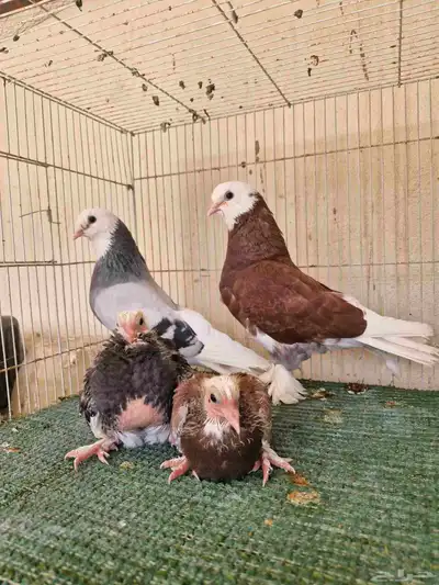 جوز تركي طواقي 3