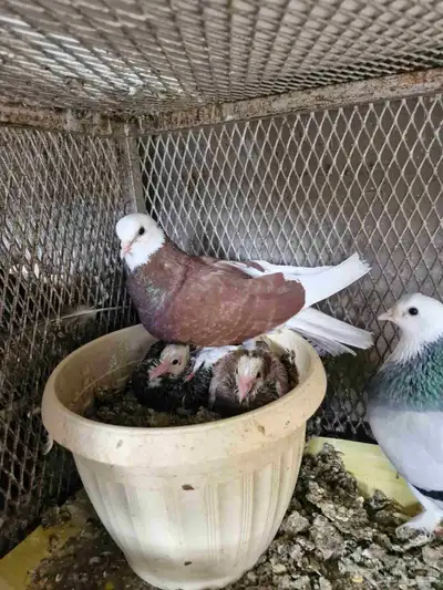 جوز تركي طواقي 1