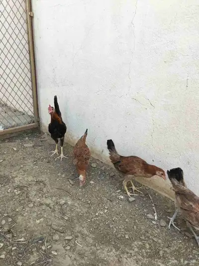 دجاج عربي فاخر 1