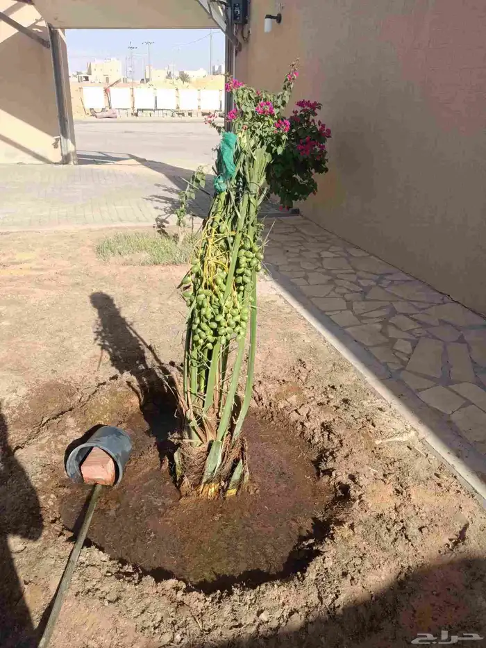 نخل مثمر خلاص وصقعي ومجدول 7