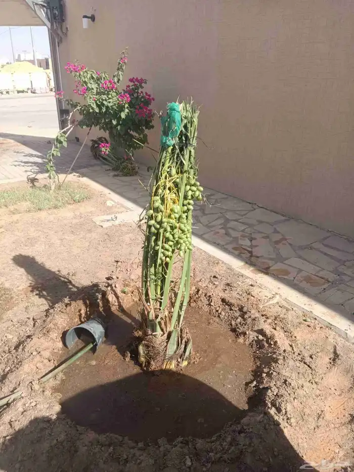 نخل مثمر خلاص وصقعي ومجدول 6