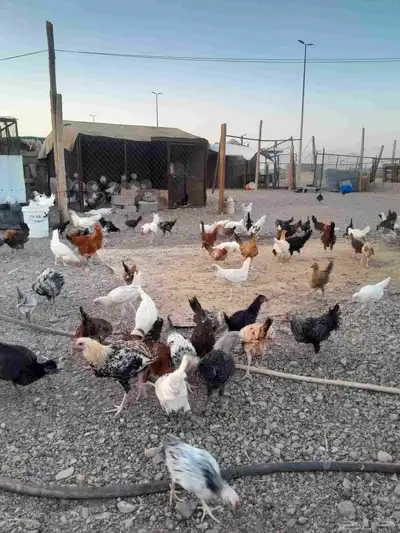 موقع العشاش 0