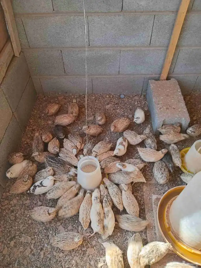 سمان فري منتج شرط وصحه ونظافه 1
