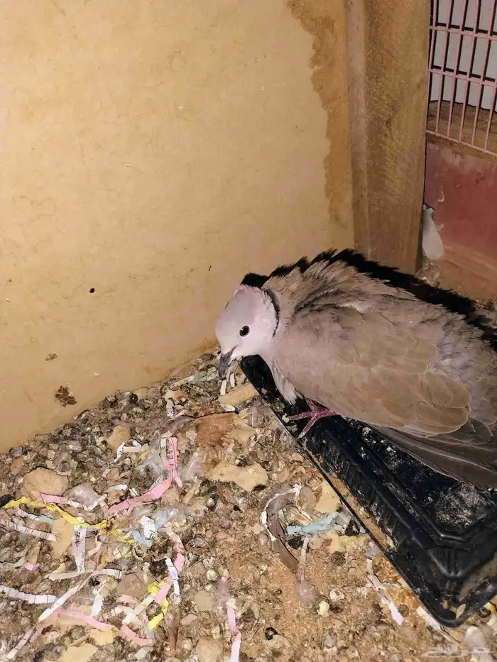 للبيع جوز جميري مع فروخ 1