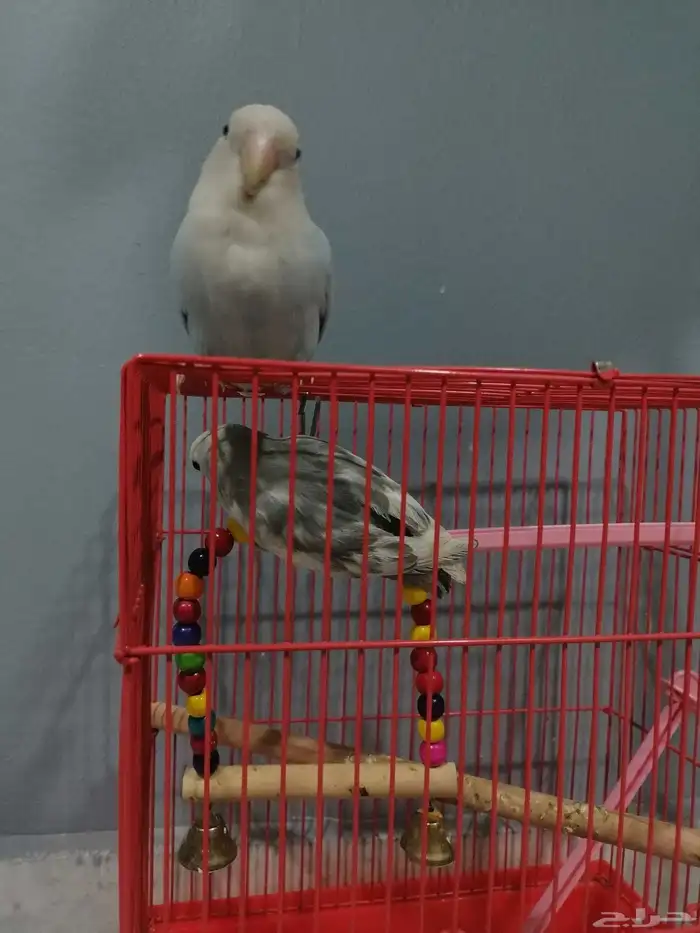 تم البيع... 4