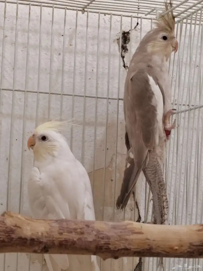 جوز كوكتيل (كروان) البينو كريم فيس 0