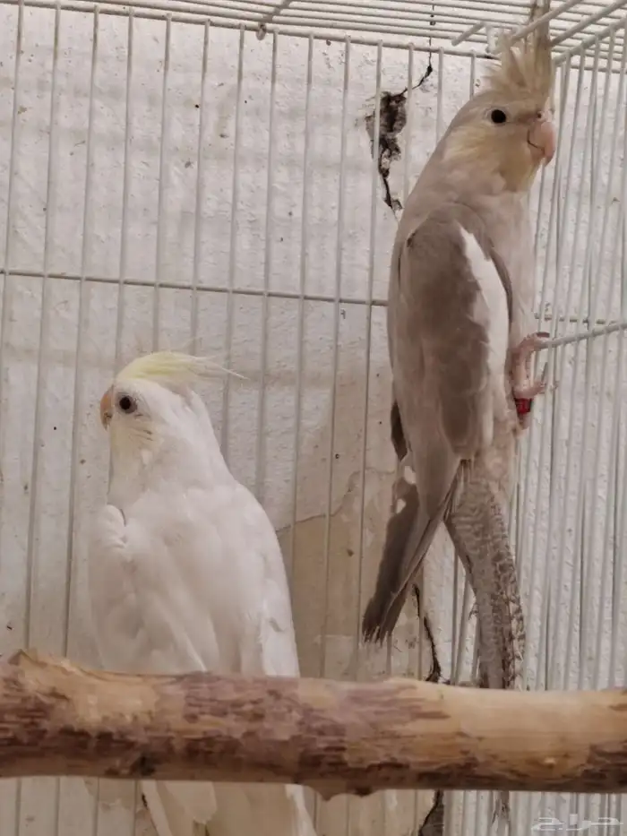 جوز كوكتيل (كروان) البينو كريم فيس 2