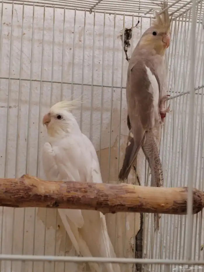 جوز كوكتيل (كروان) البينو كريم فيس 1