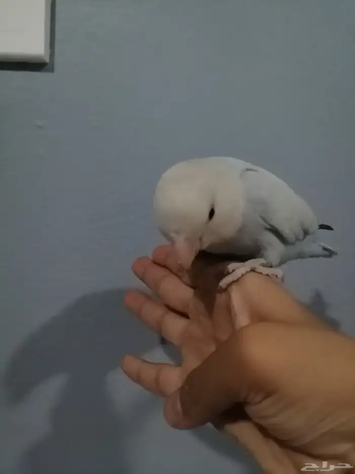 تم البيع... 7
