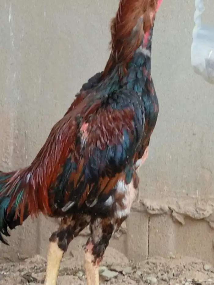 ديك شامو 3