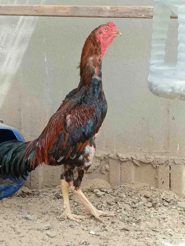ديك شامو 1