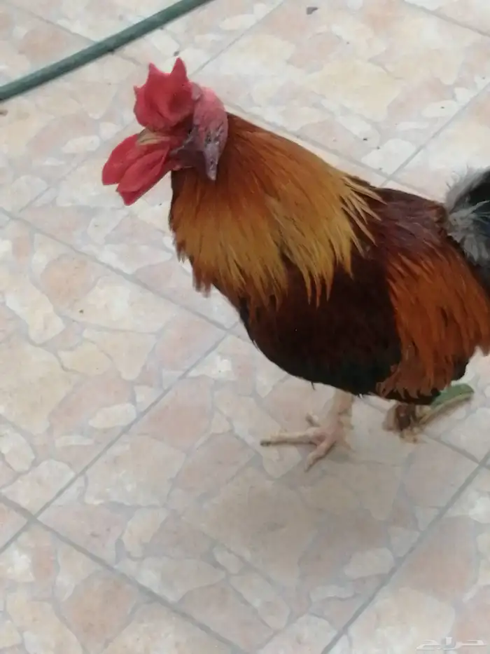 ديك بلدي 1