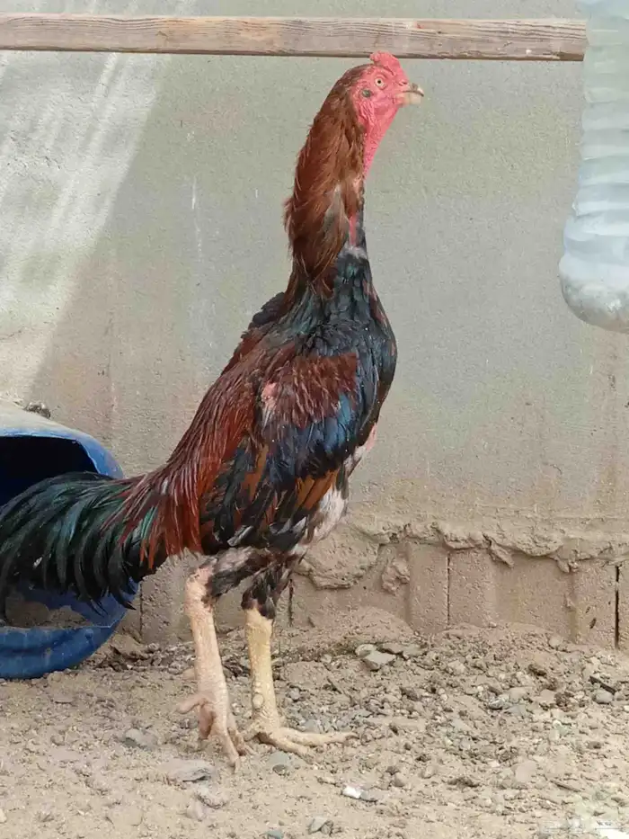 ديك شامو 2