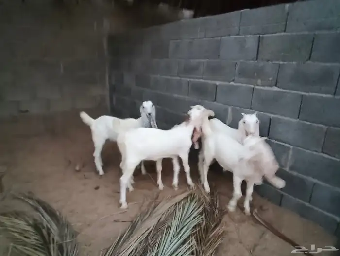 جفرات مطورات 11