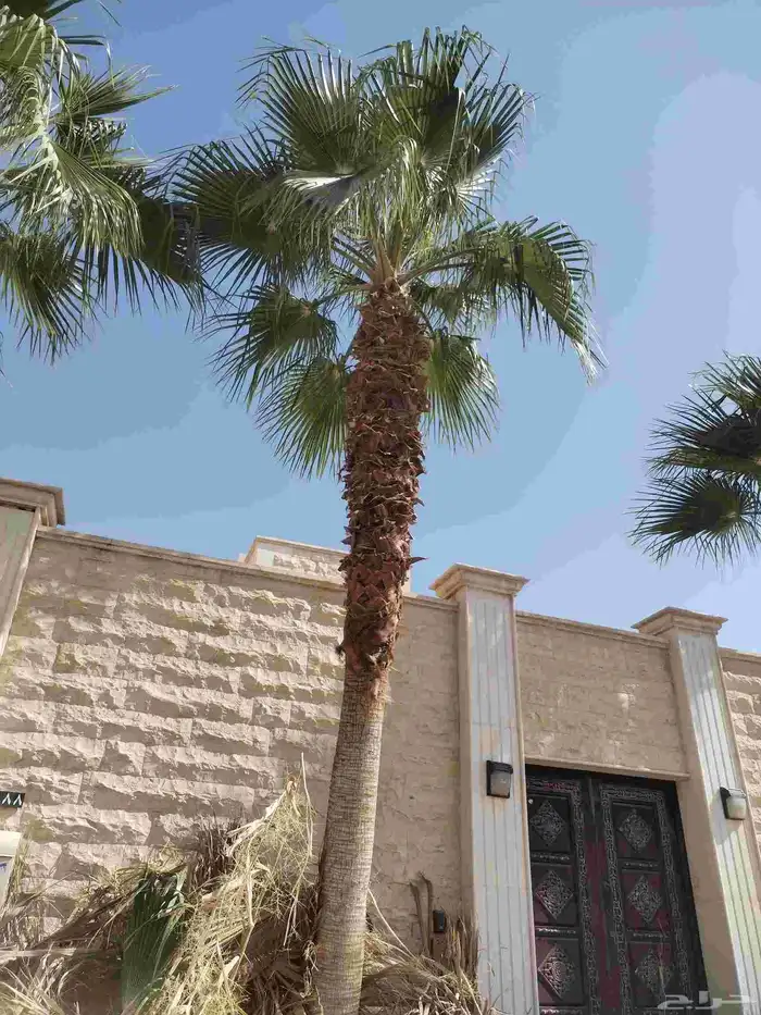 عمال النخل والواشنطني والعربي 4