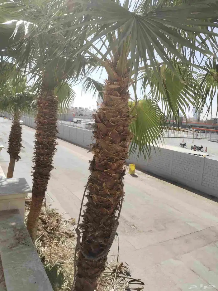 عمال النخل والواشنطني والعربي 1