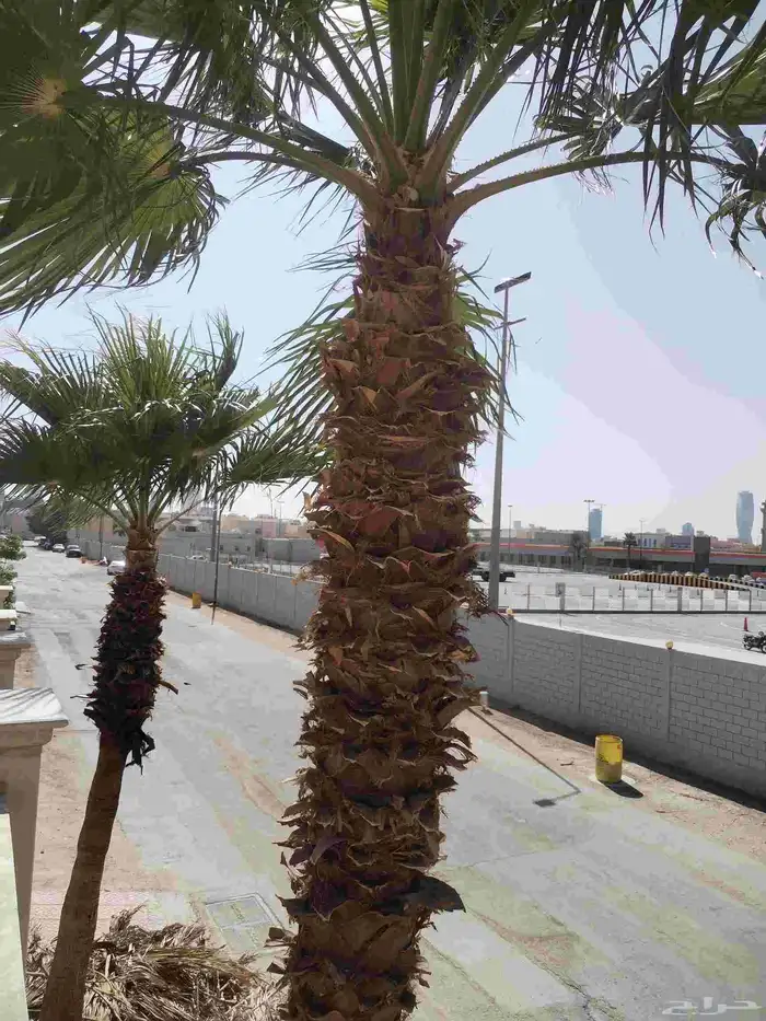 عمال النخل والواشنطني والعربي 5