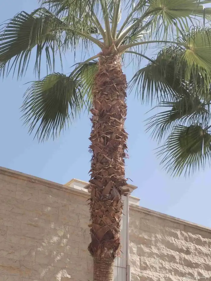 عمال النخل والواشنطني والعربي 3