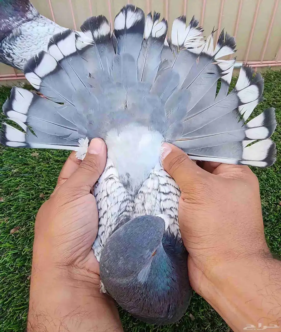 جوز زاجل 7