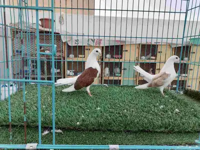 رستوف مكتف 0