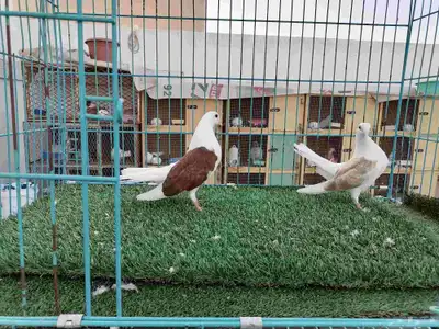 رستوف مكتف 1