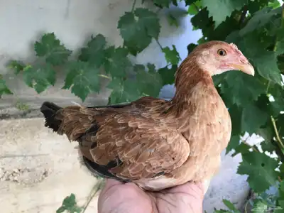 دجاج عربي فاخر 6