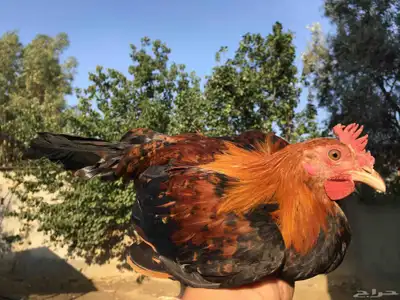 دجاج عربي فاخر 0