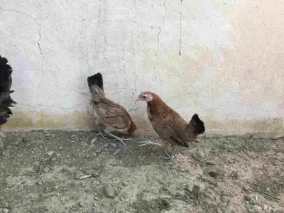 دجاج عربي فاخر 3