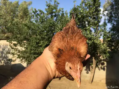 دجاج عربي فاخر 9