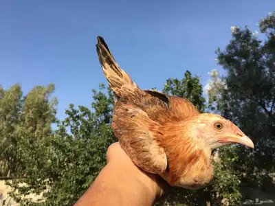دجاج عربي فاخر 8