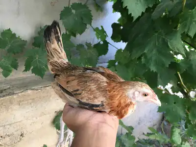 دجاج عربي فاخر 7