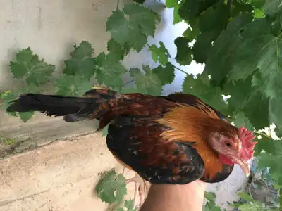 دجاج عربي فاخر 5