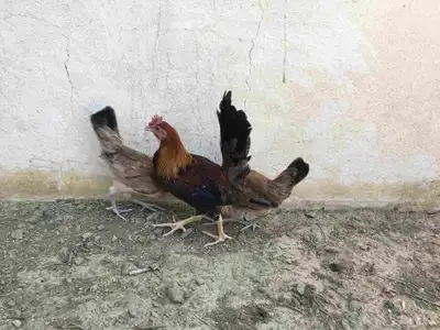دجاج عربي فاخر 4