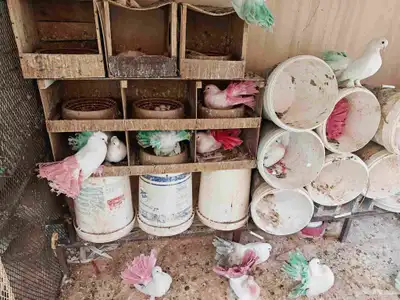 عشه حمام رقاصي أبيض سك 4