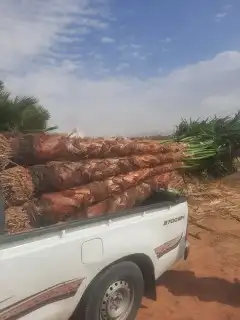 يوجدلدين جميع انواع انخل المثمره وزينه 2