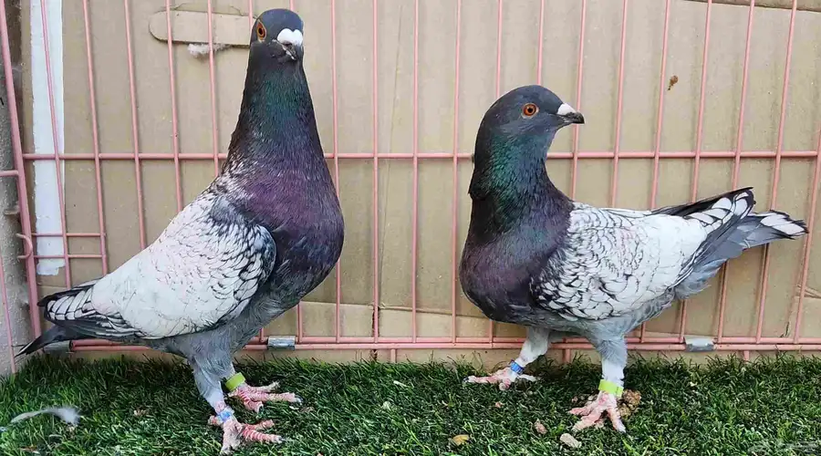 جوز زاجل 10