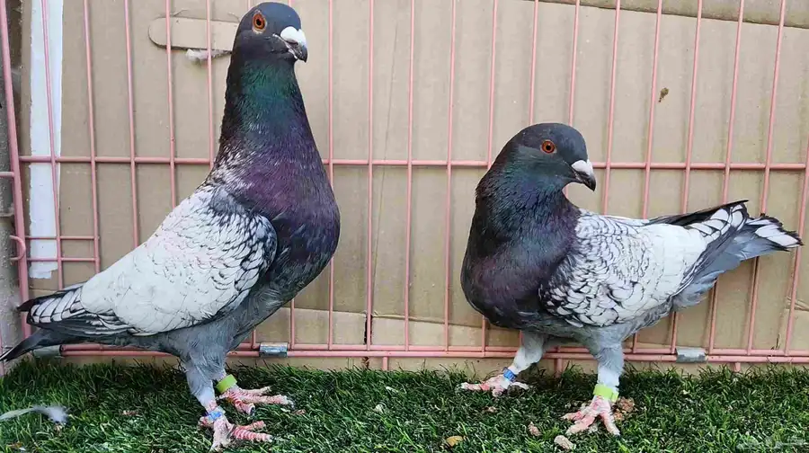 جوز زاجل 9