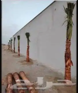 يوجدلدين جميع انواع انخل المثمره وزينه 3
