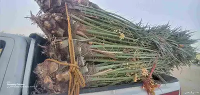 يوجدلدين جميع انواع انخل المثمره وزينه 7